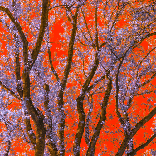 Crimson & violet by Aboud Dweck