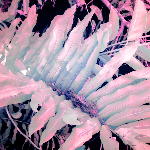 Ghost Fronds by Aboud Dweck