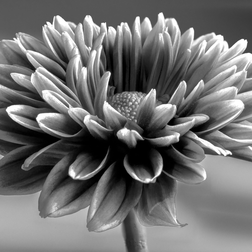 Monochrome Bloom by Aboud Dweck