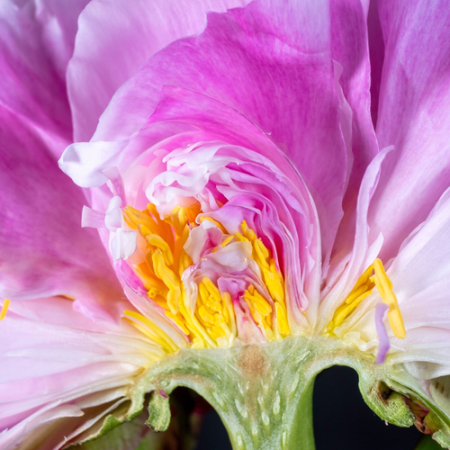 Peony crosscut by Aboud Dweck