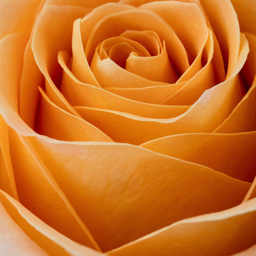 Rose Stack by Aboud Dweck