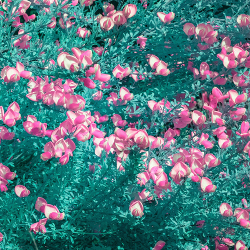 Study in Magenta & Teal by Aboud Dweck