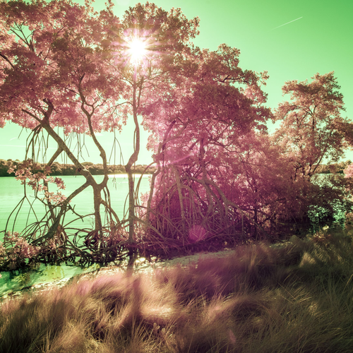 Sun Star by Aboud Dweck