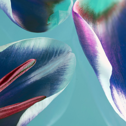 Tulip petals by Aboud Dweck
