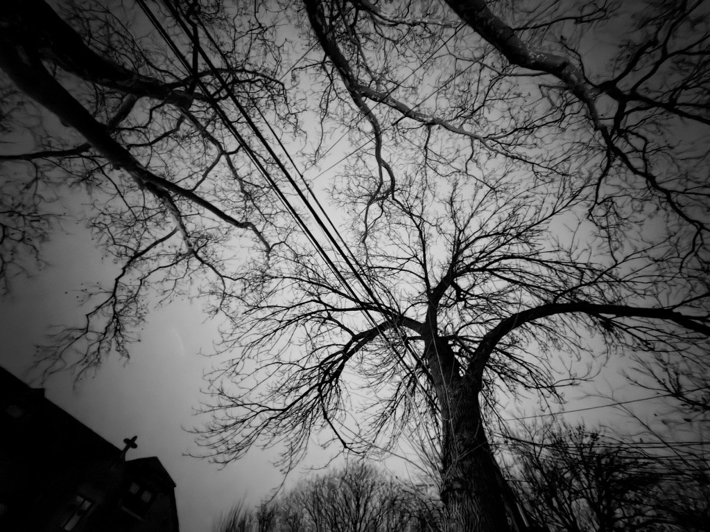 Bare tree branches in black and white