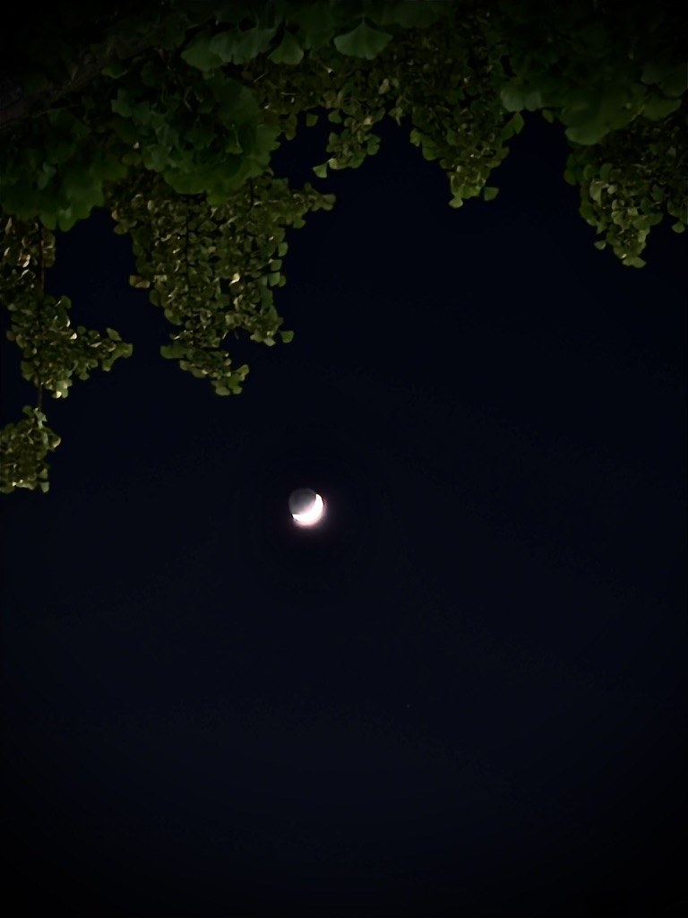 Moon framed by leaves
