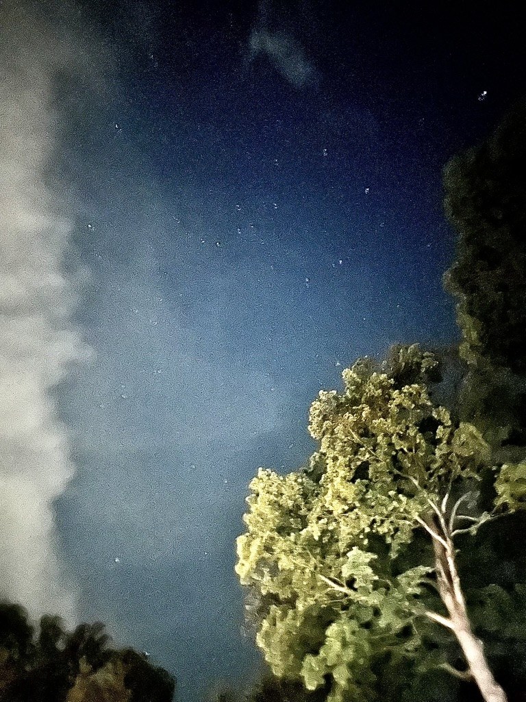 Stars and clouds above a tree
