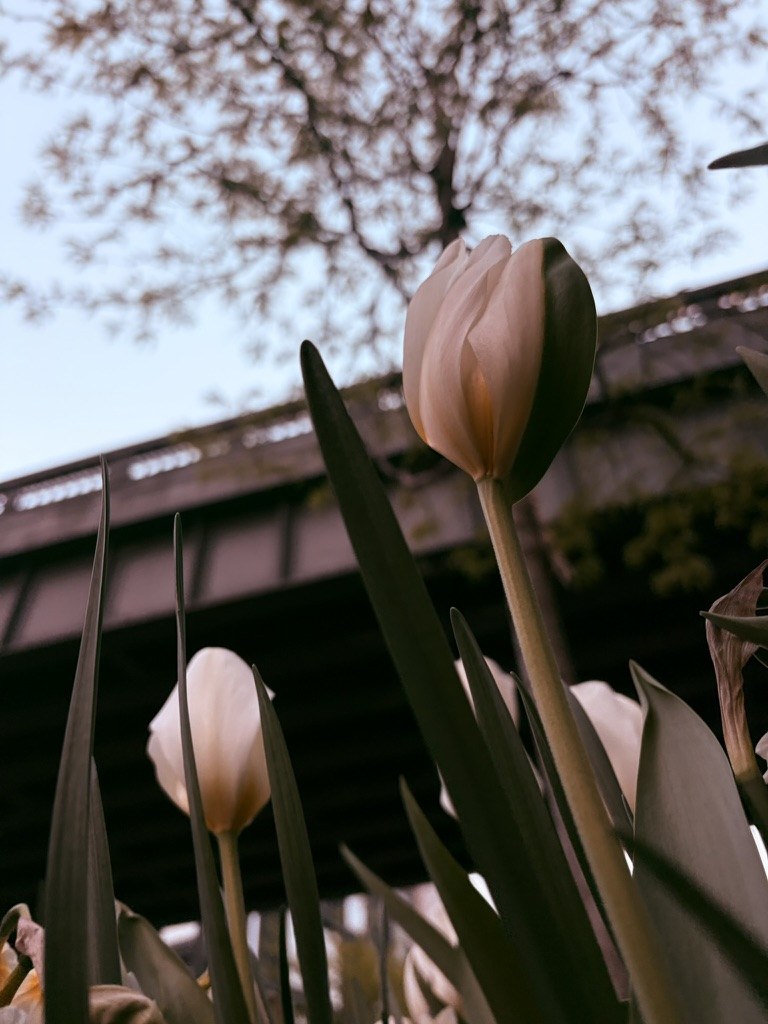 Pink tulips