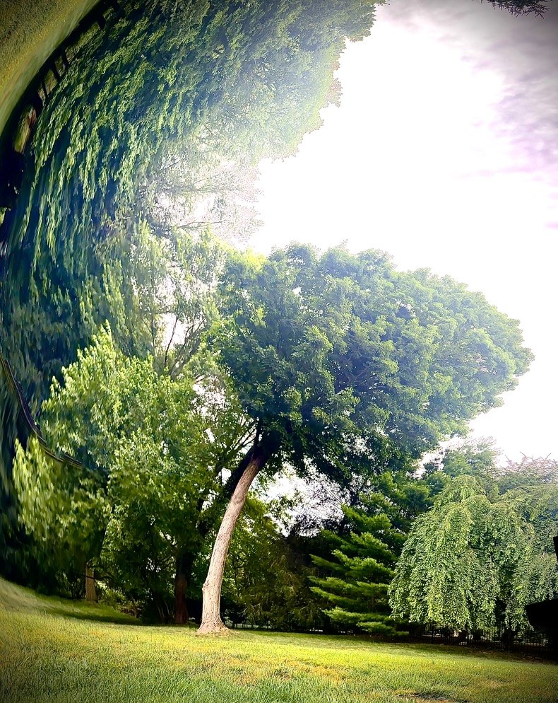 Sunlight through park trees