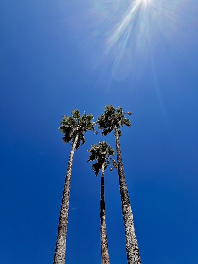 Palm trees against blue sky
