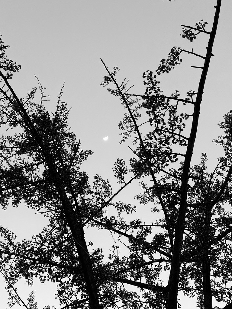Utility lines and branches