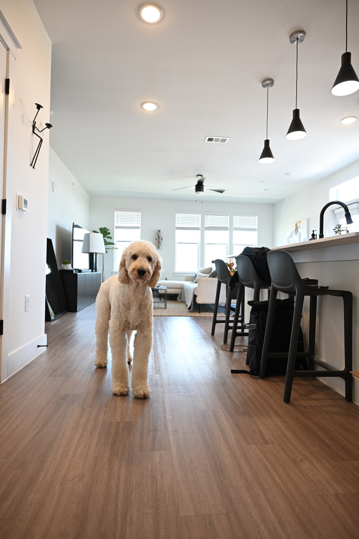 Dog-friendly apartment interior in Austin