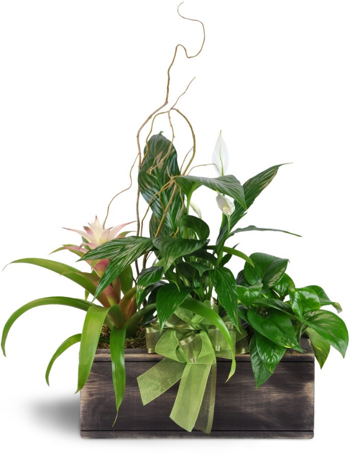Bountiful Dish Garden