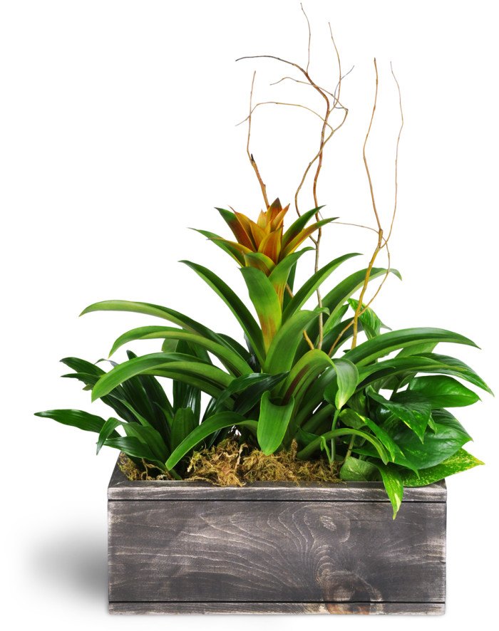 Dream Green Planter