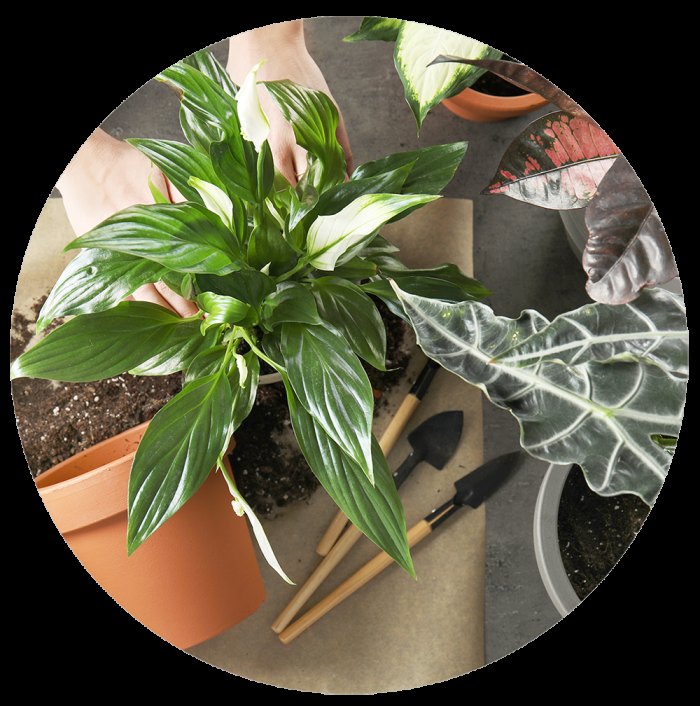 Florist's Choice Plant for Mother's Day