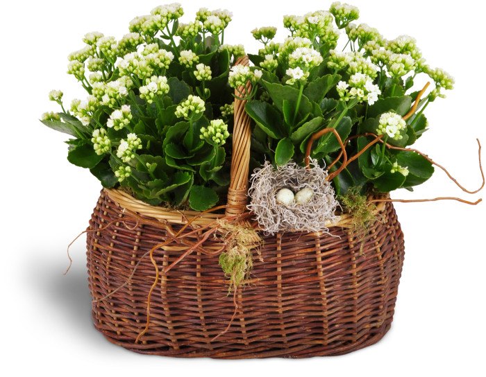 Nestling Kalanchoe Basket