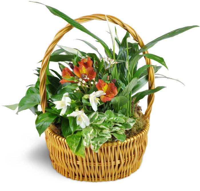 Thinking of You Garden Basket