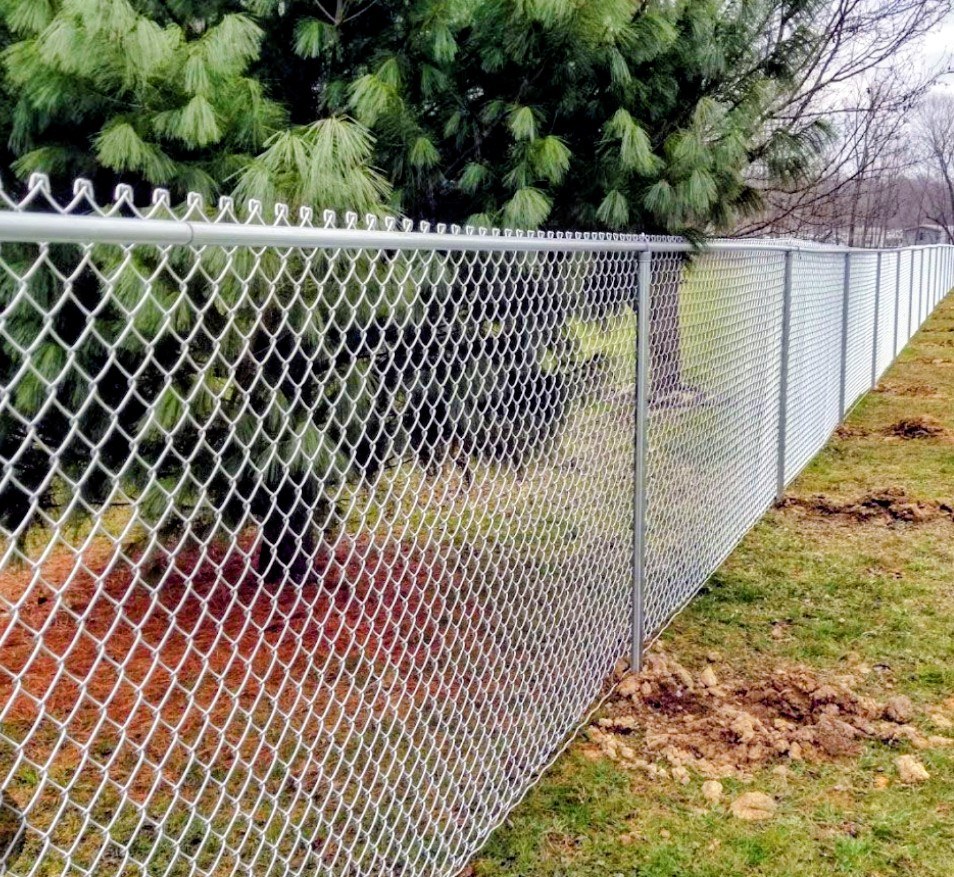 Galvanized chain-link fence along a pine-lined yard