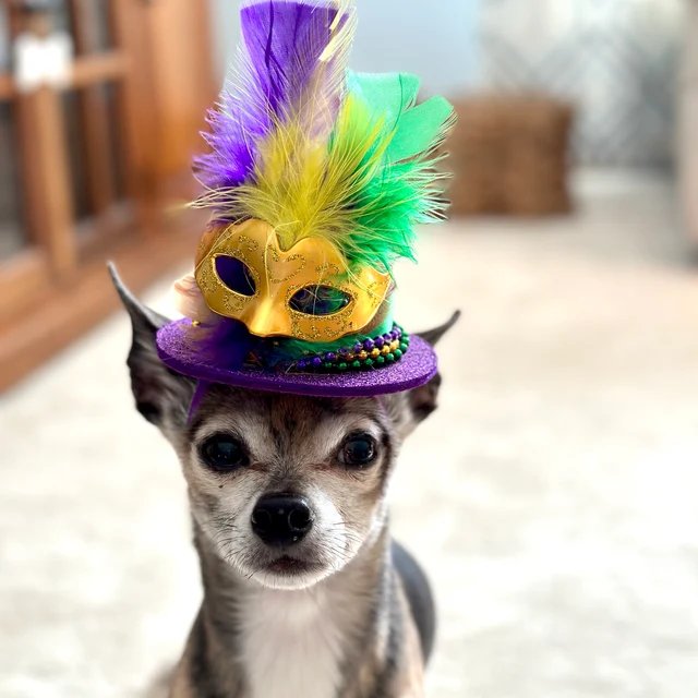 Dog wearing a colorful Mardi Gras mini hat