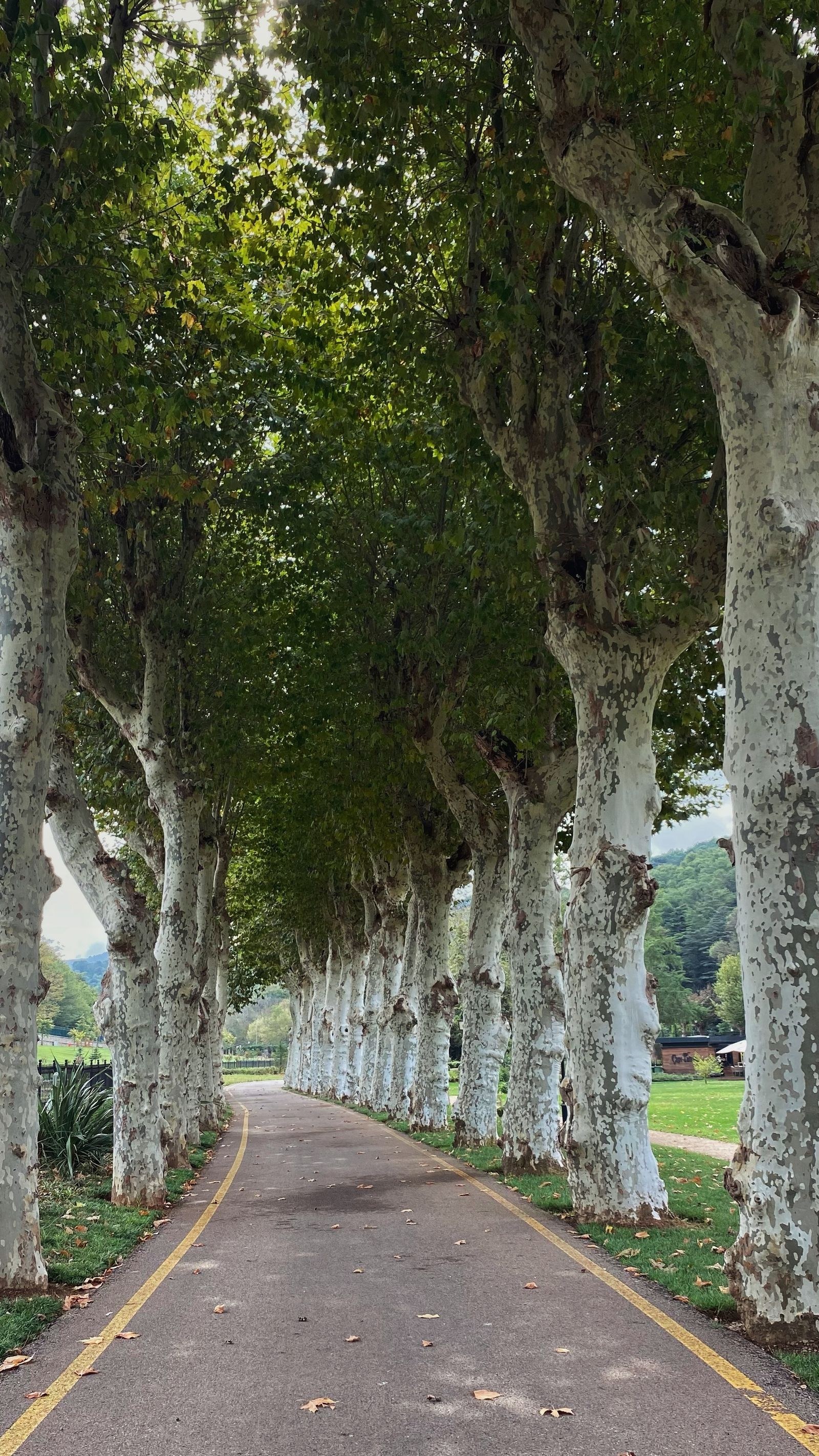 A peaceful tree-lined path