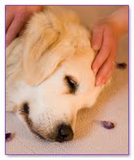 A calm dog receiving gentle touch