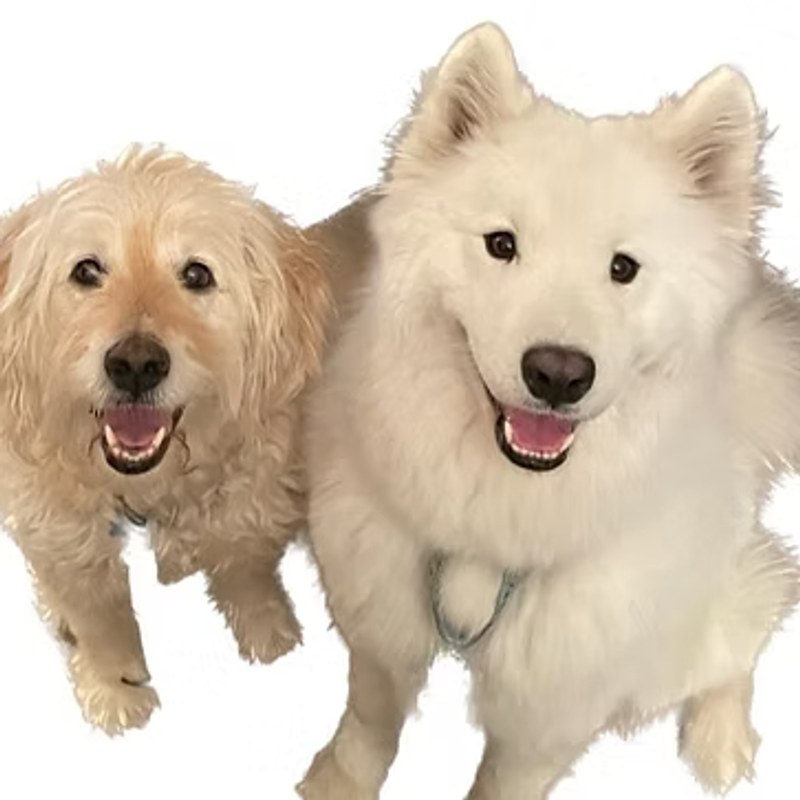 Reese and Karina, Reading Support Dogs at Reading and Spelling SOS
