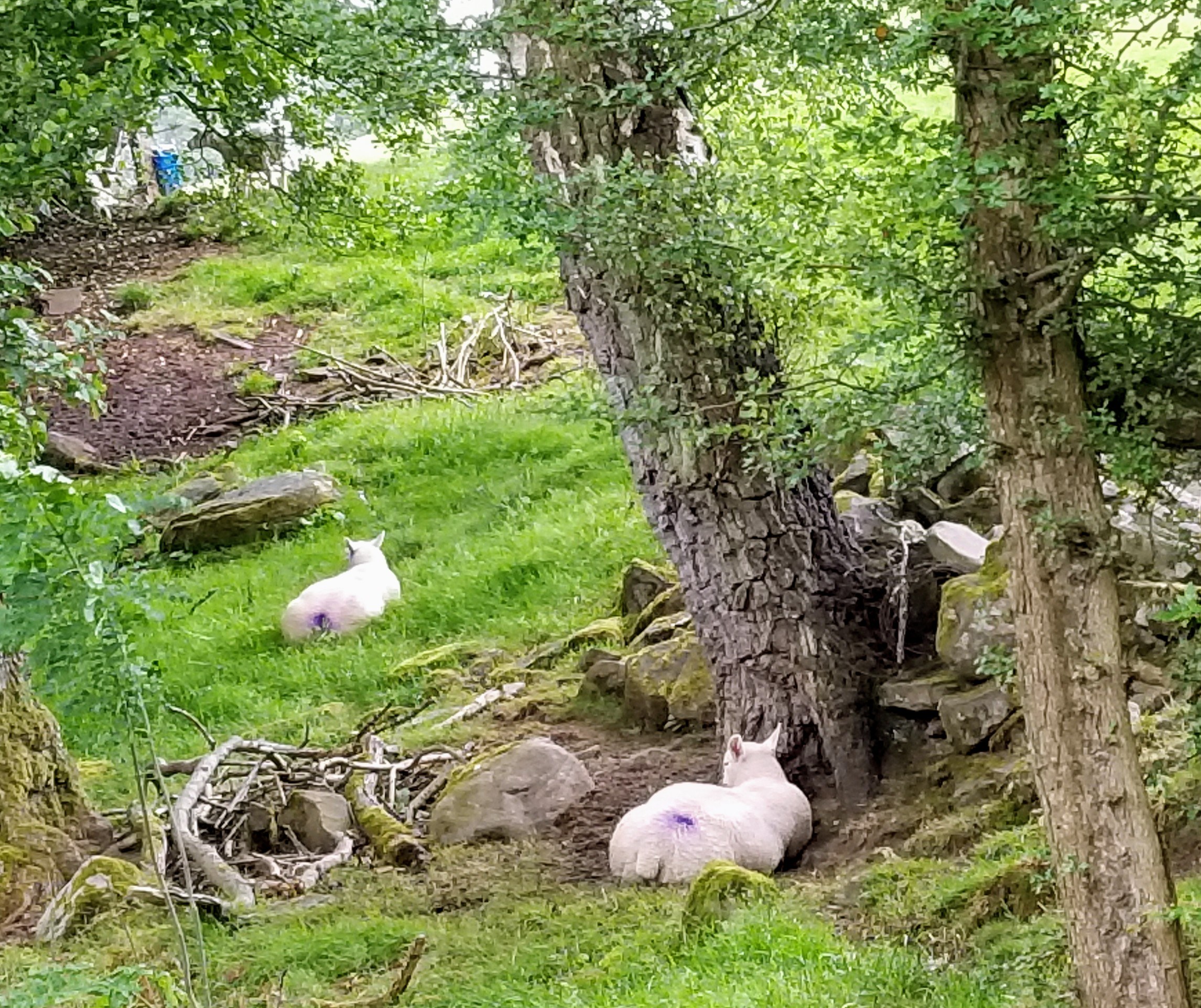 Sheep resting along a green trail