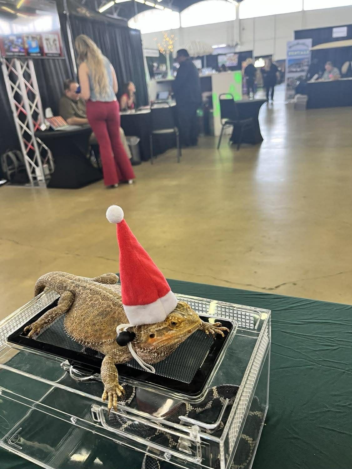 Lizzie, Daryl’s late bearded dragon, wearing a red hat while watching convention visitors