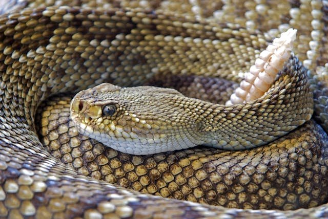 Snake used to illustrate reptile consultation