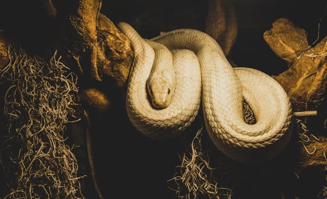 Snake photographed during a property inspection