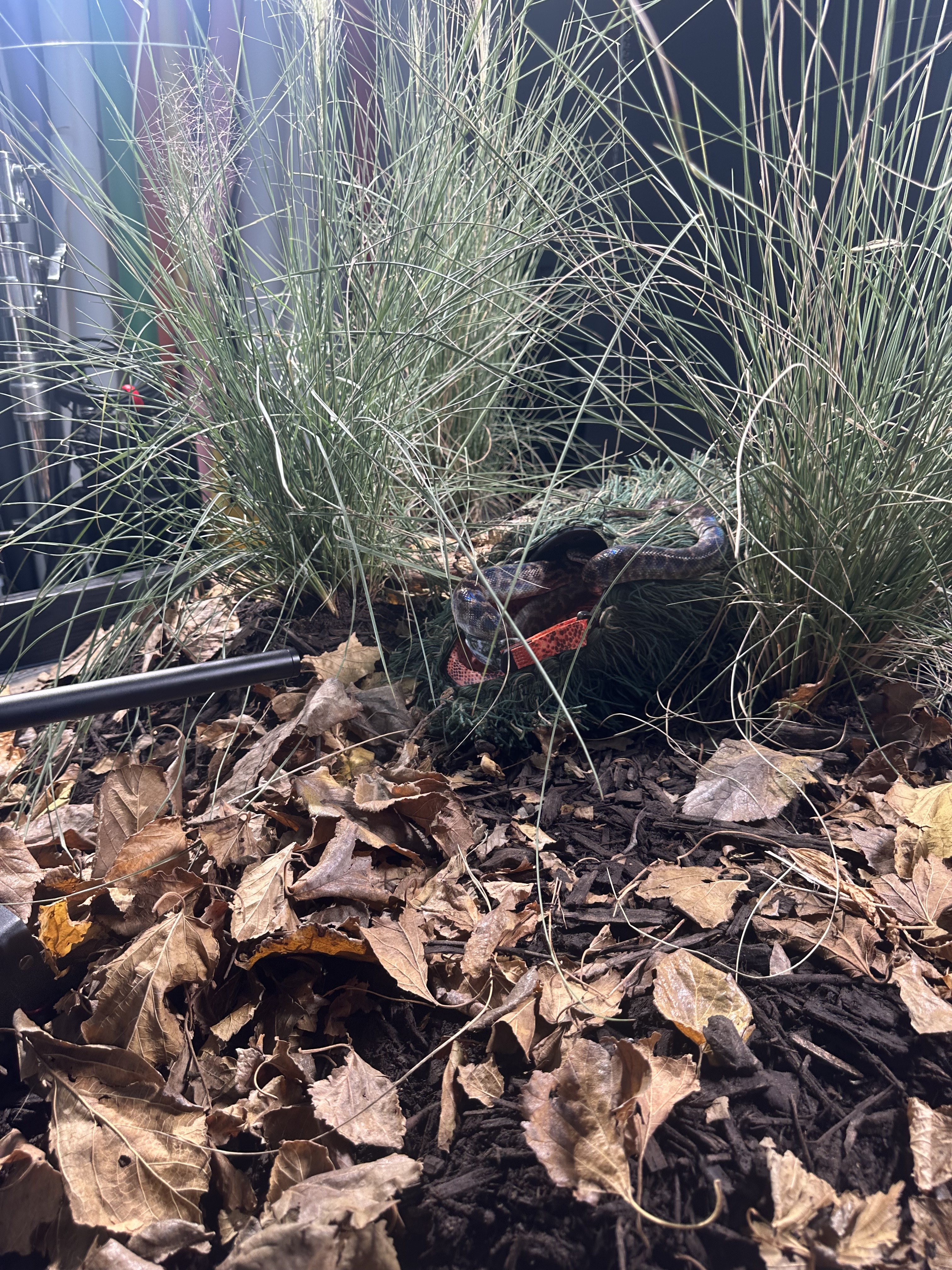 Snake posed among leaves and tall grass on the production set
