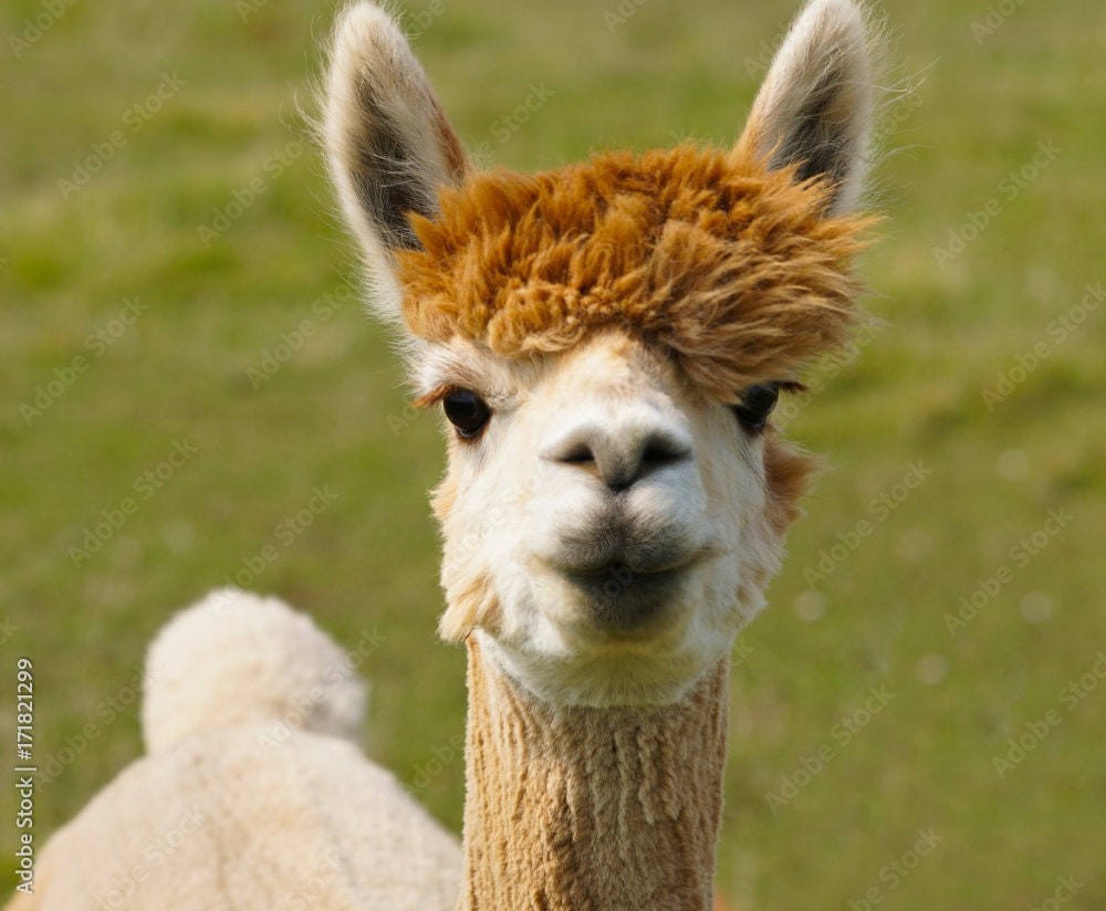 Alpaca Edema Crew Socks , view 3