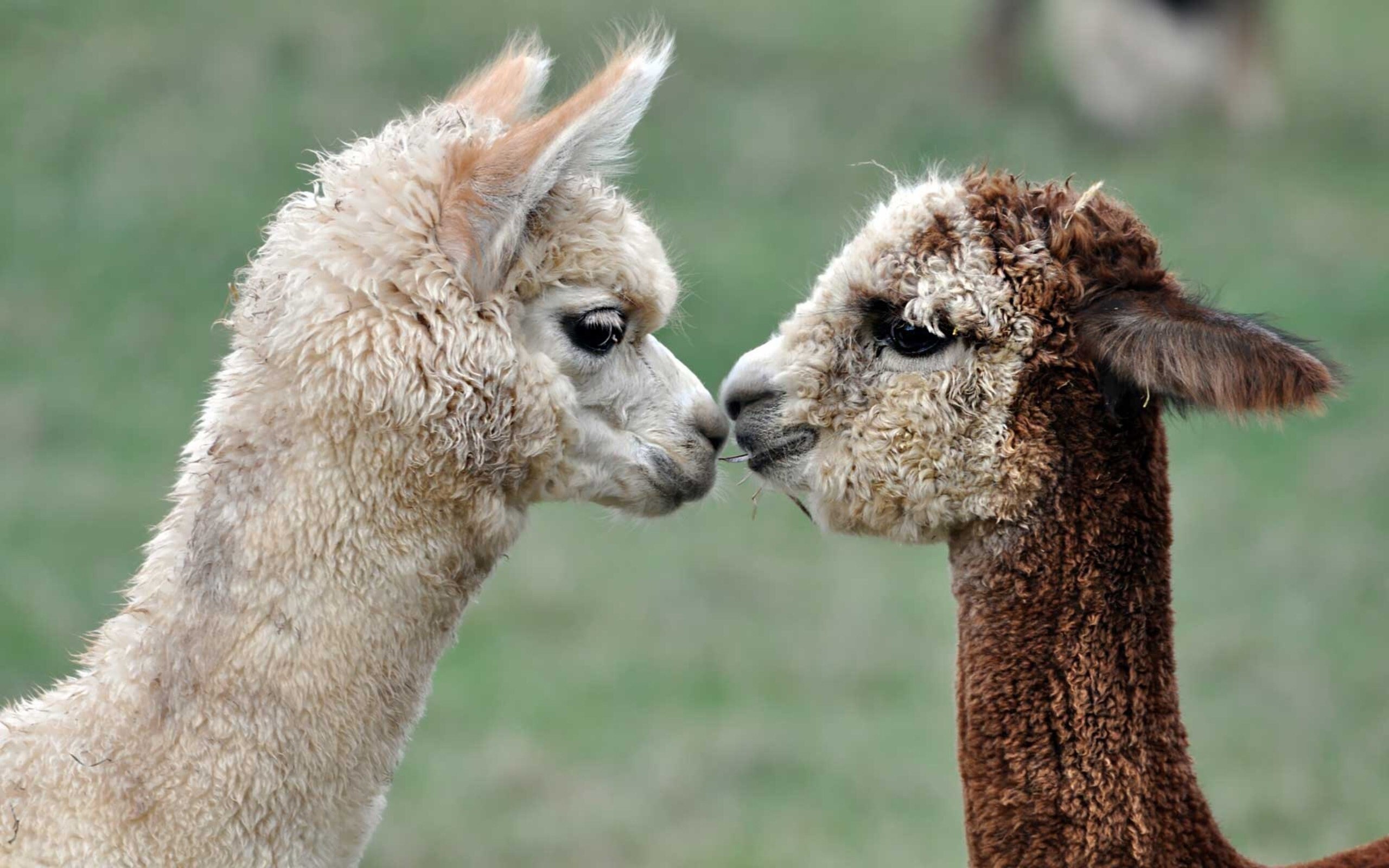 Alpaca Quarter Crew Socks,Alpaca Socks for Men,Hiking Socks, view 5