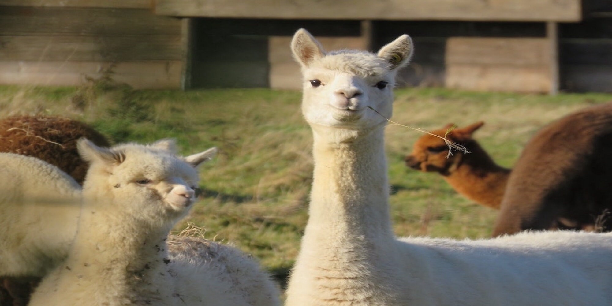 Alpaca Boot Socks: Extra Thick Full Cushion Hiking Socks, view 3