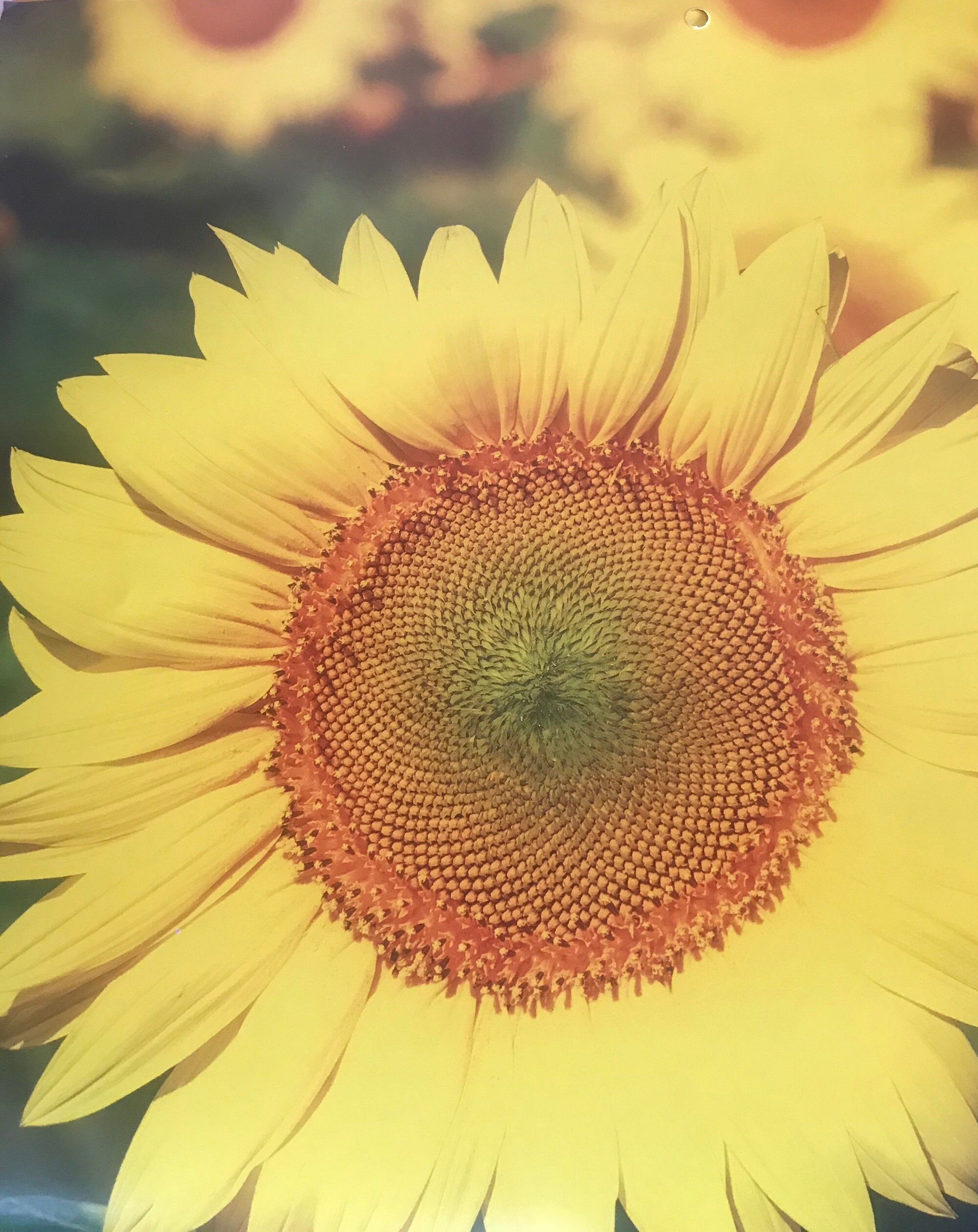 Sunflower Oil Serum , view 6