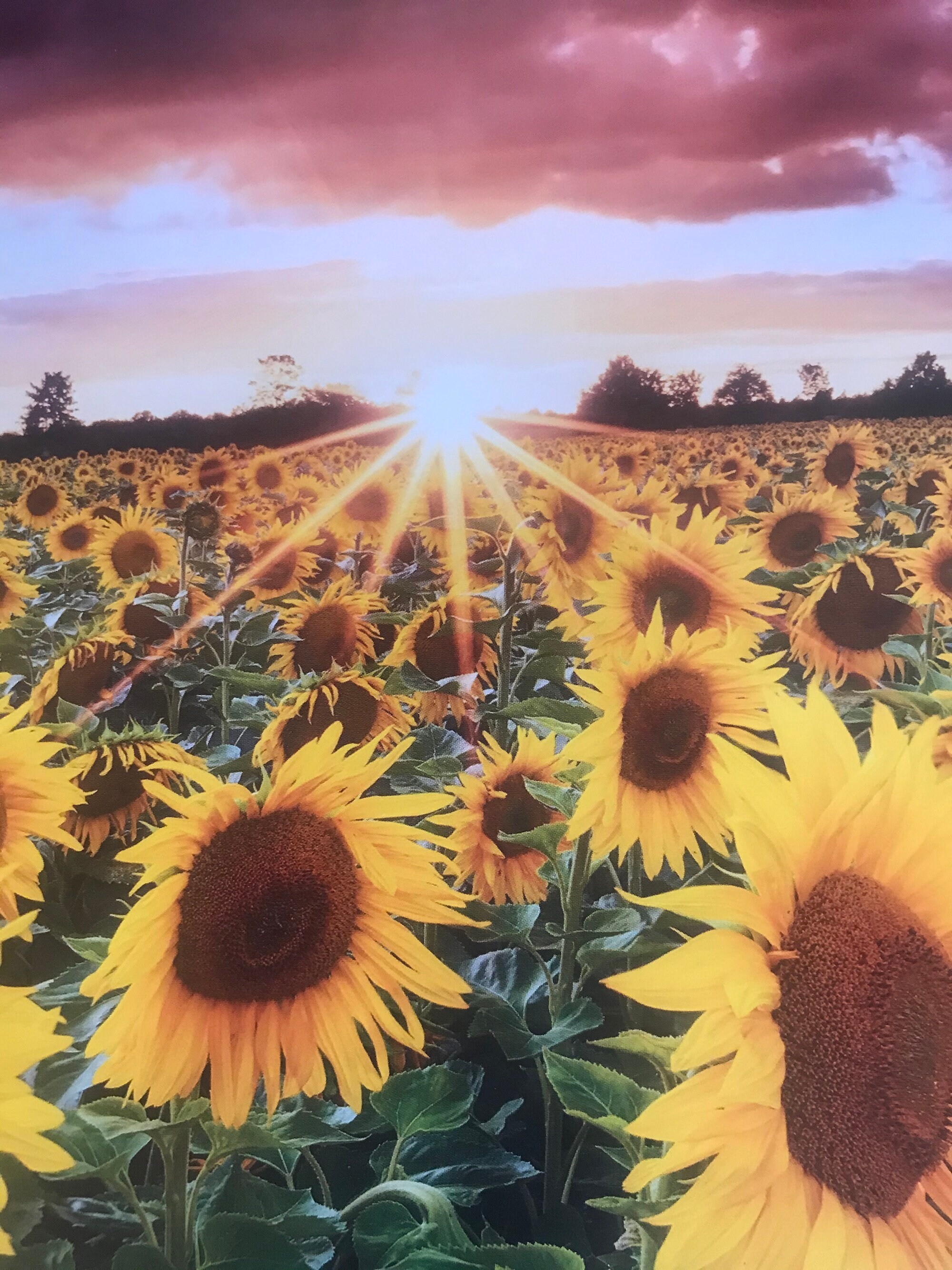 Sunflower Oil Serum , view 7