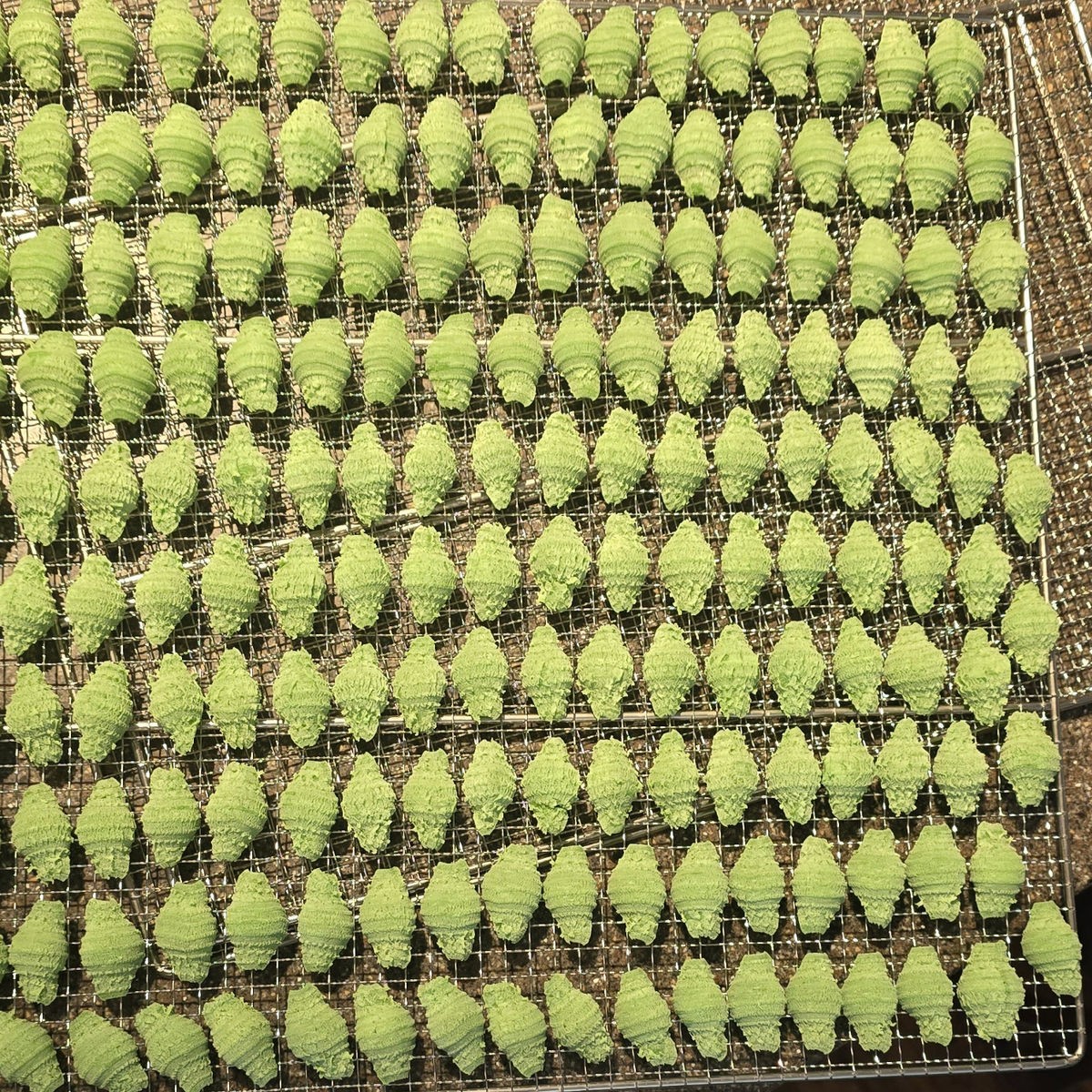 Jalapeno Seashells semolina pasta