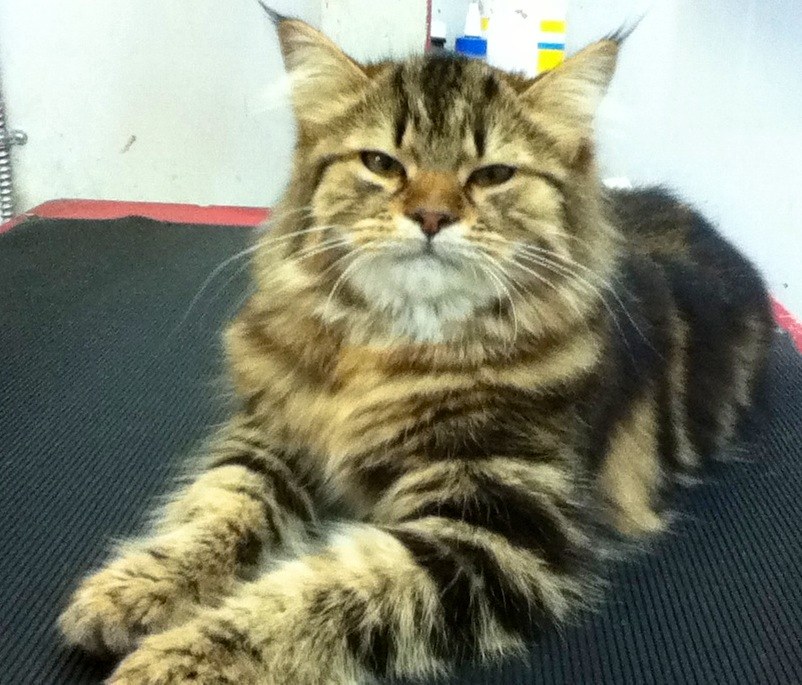 A groomed cat at Pet Palace