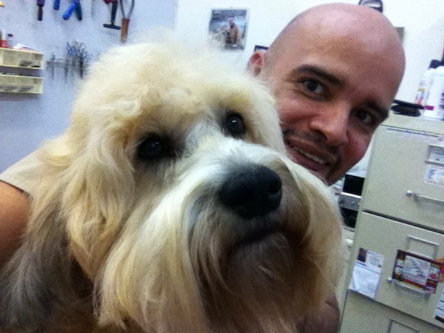 A freshly groomed dog at Pet Palace