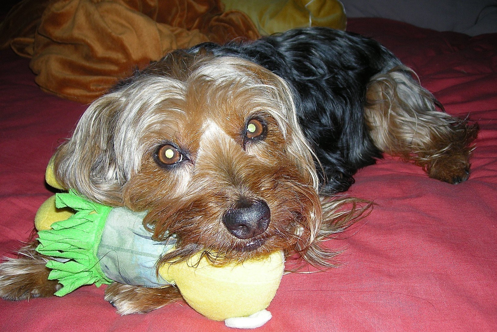A clean, well-groomed dog looking toward the camera