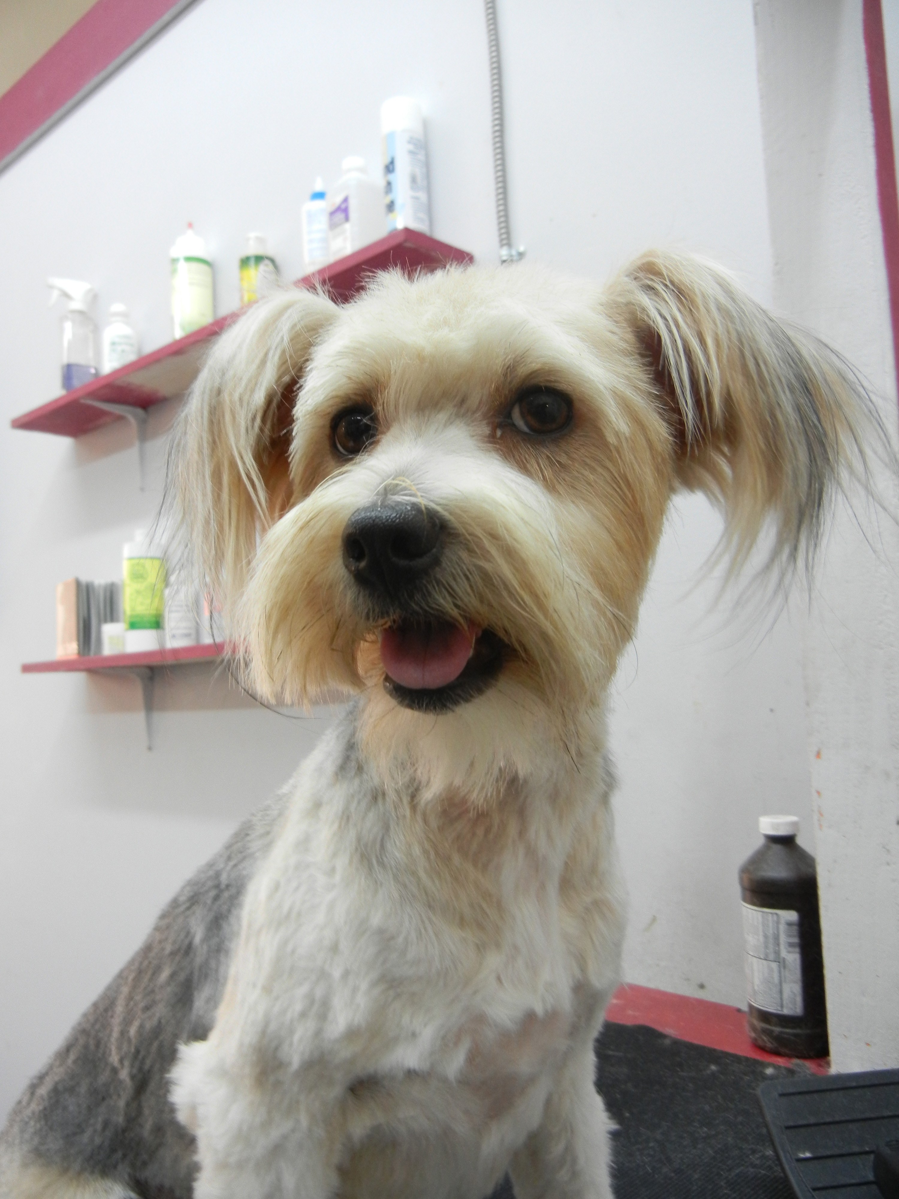 A dog being cared for at Pet Palace