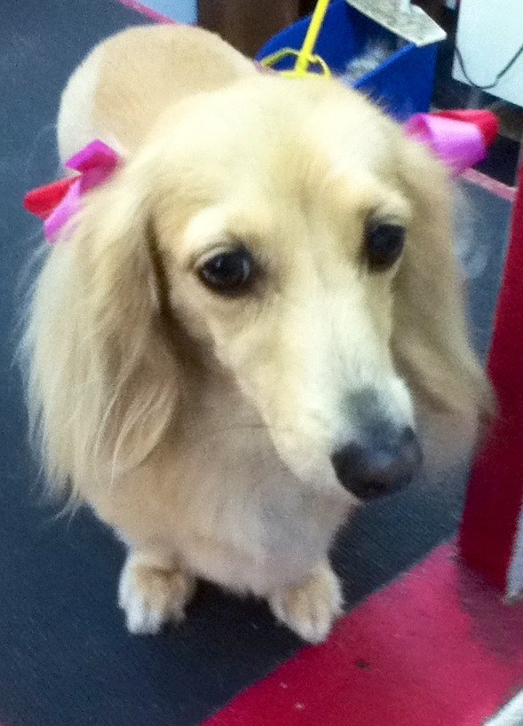 A groomed dog being gently cared for