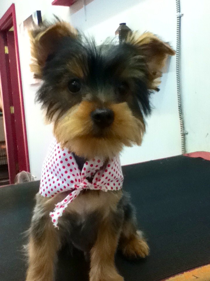 A young dog sitting calmly on a grooming table