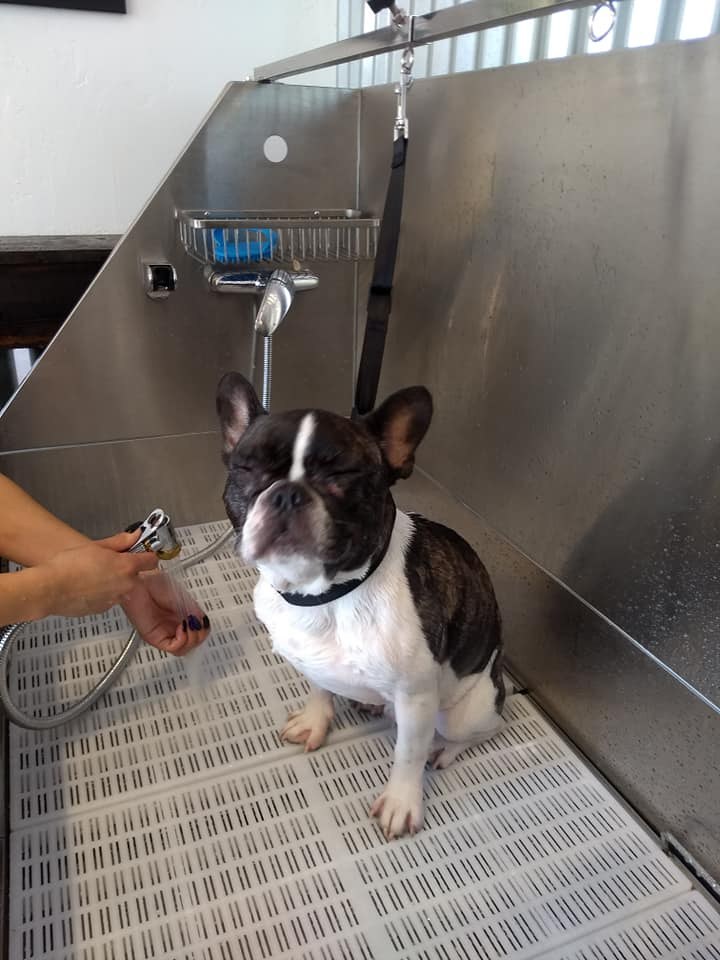 A dog using the self-service wash station