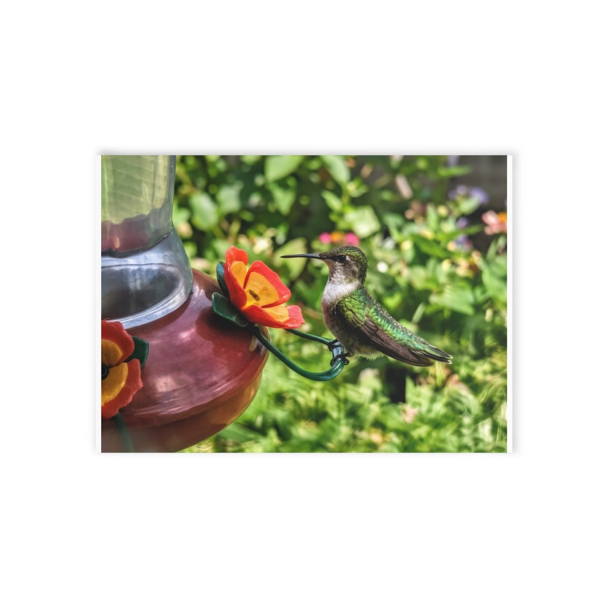 Hummingbird Photo Holiday Card — One-Sided Nature Greeting Card