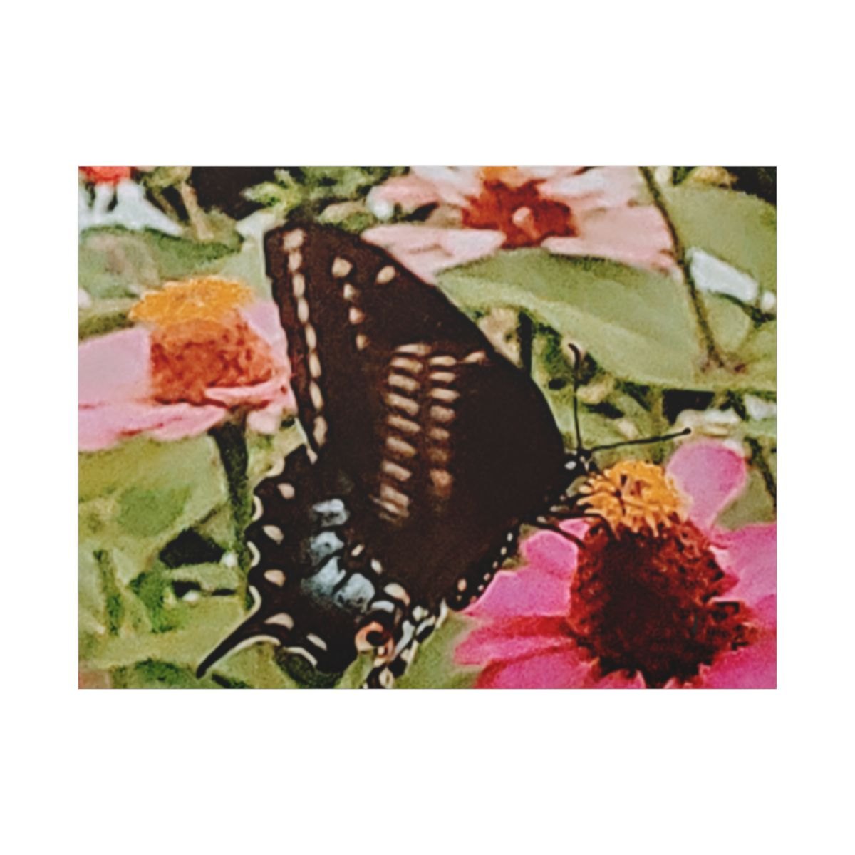 Butterfly on Zinnia Matte Canvas Wall Art — Stretched Nature Print