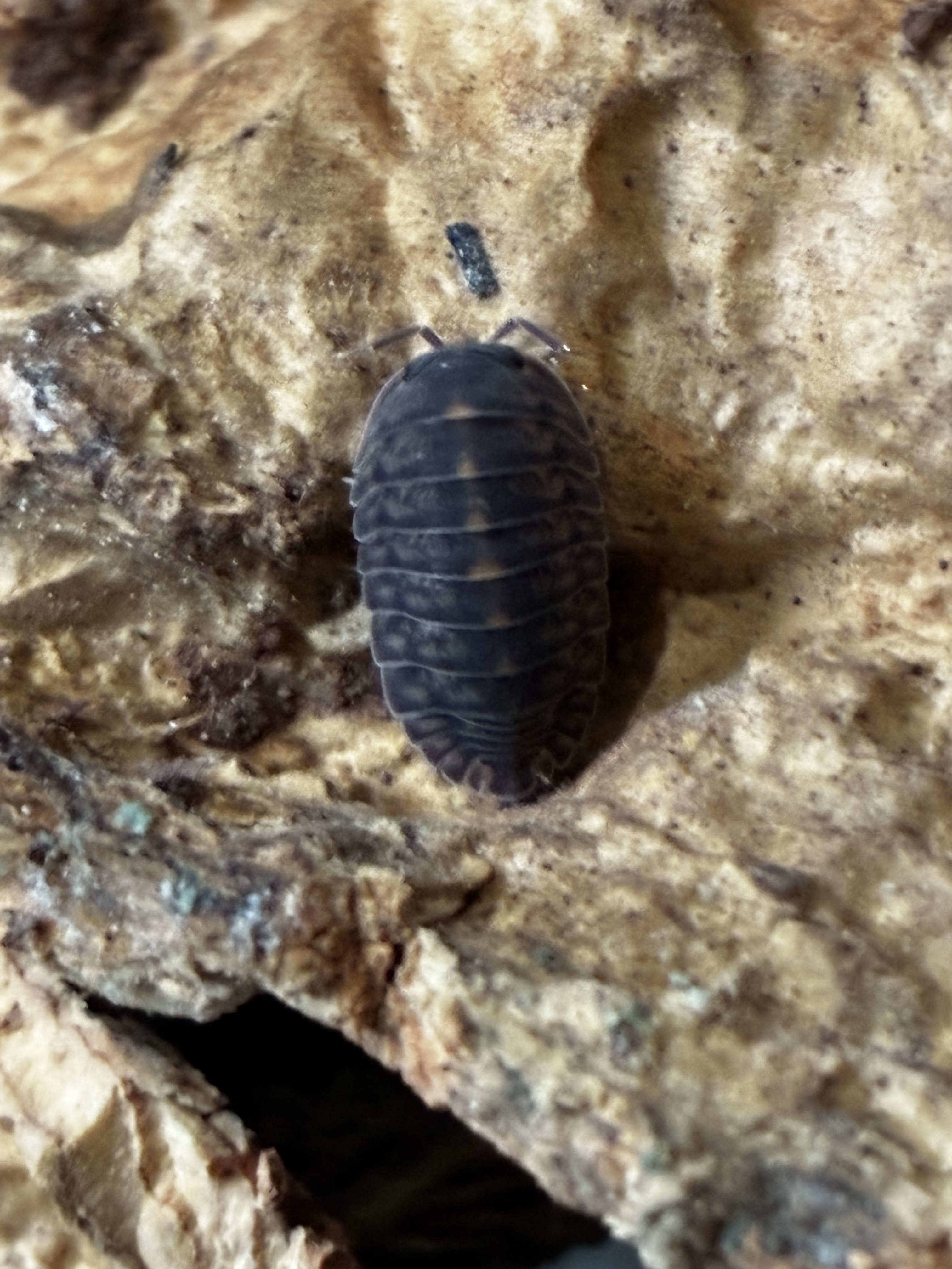 The Essential Guide to Isopods and Springtails