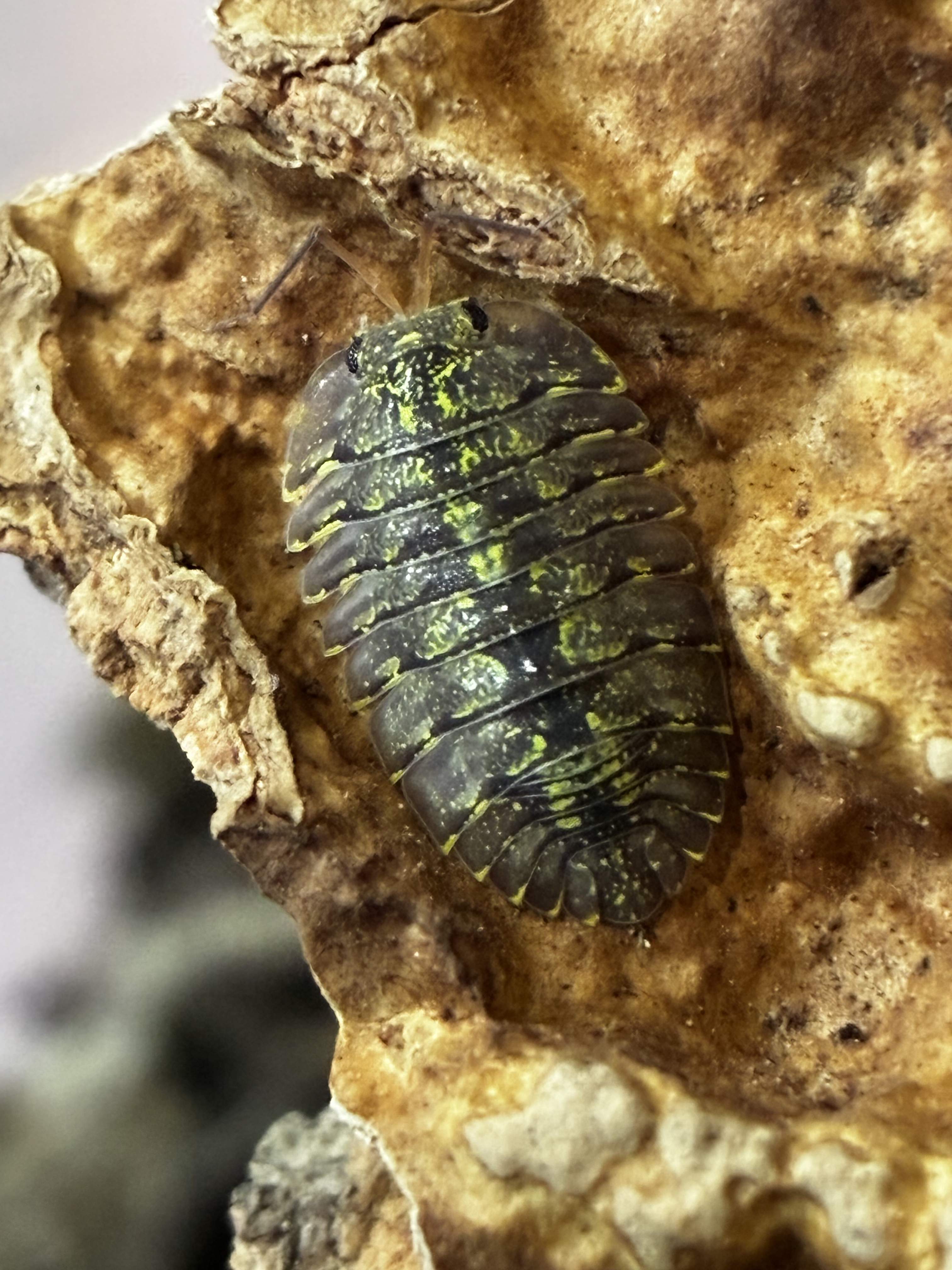 Ethical Husbandry Practices in Isopod Breeding