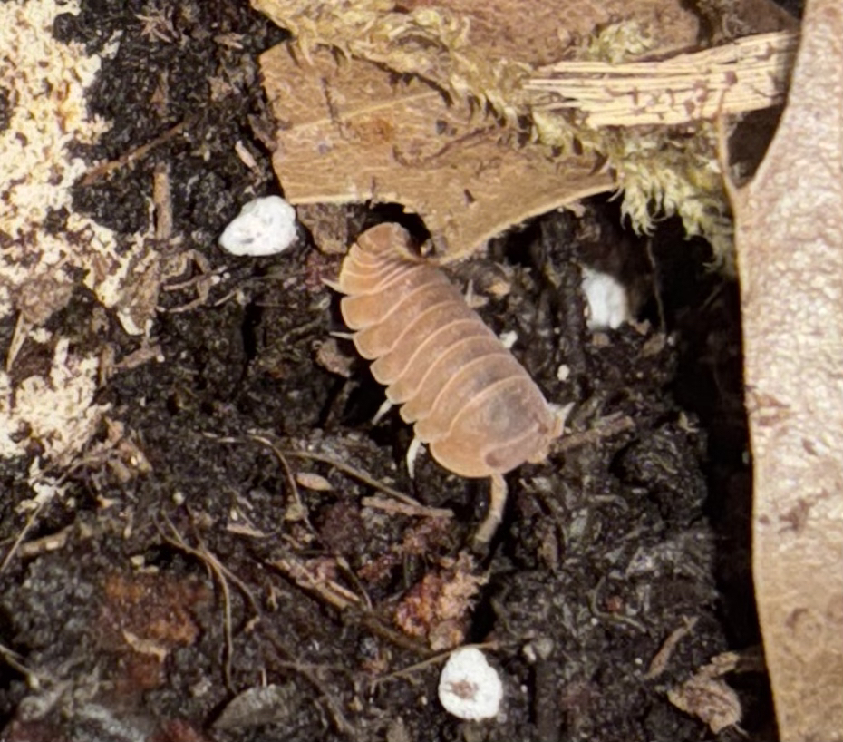 Florida Orange Isopod (Cubaris murina)