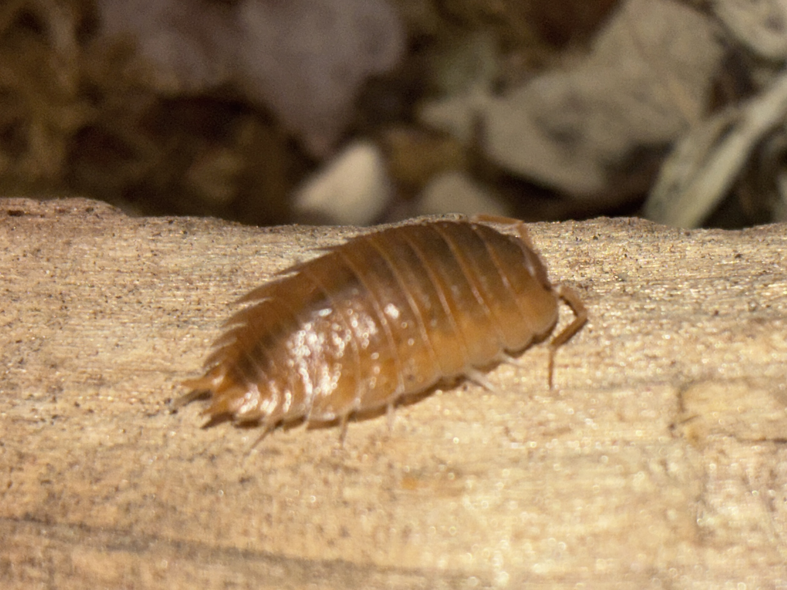 Cream Orange Isopod (Porcellionides pruinosus)